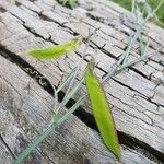 Vicia paucifolia Fruto