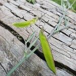 Vicia paucifolia Fruit