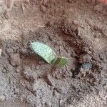 Gasteria pillansii Yaprak