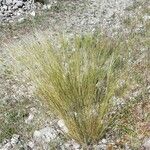 Stipa juncea Costuma