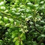 Ilex crenata পাতা