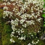 Saxifraga fragosoi Yeri