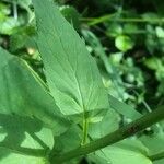 Phyteuma ovatum 葉