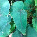 Begonia handelii Folha