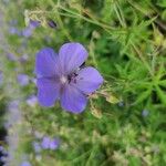 Geranium pratenseFiore