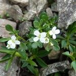 Cardamine resedifolia Žiedas