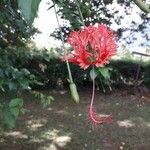 Hibiscus schizopetalus 花