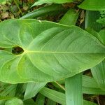 Anthurium andraeanum Leaf