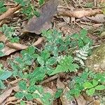 Desmodium uncinatum Leaf