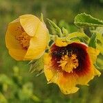 Abutilon hirtum Blüte