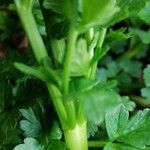 Oenanthe crocata 樹皮