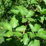 Rubus pericrispatus Mosusu