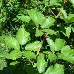 Rubus pericrispatus Outro