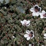 Erodium cheilanthifolium Hábito