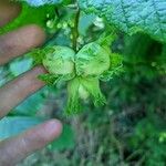 Corylus avellanaফল