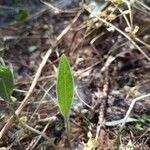 Silphium laciniatum পাতা