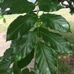 Pongamia pinnata Blatt