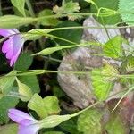 Eudianthe coeli-rosa Flower