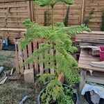 Araucaria heterophylla Leaf