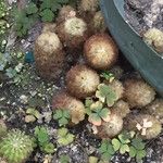 Mammillaria carmenae Hoja