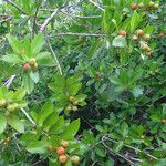 Phyllanthus reticulatus Fruit