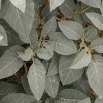 Datura innoxia Jani