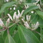 Lonicera maackii Fleur