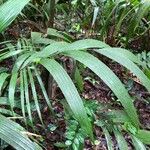 Calyptrogyne trichostachys Hoja