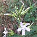 Saponaria officinalis Květ