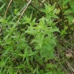 Pycnanthemum verticillatum Leaf