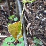 Pyrus calleryana Feuille