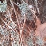 Artemisia herba-alba Кора