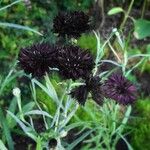 Centaurea cyanusFlors