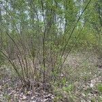 Salix scouleriana Elinympäristö