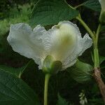 Stewartia pseudocamellia Flower