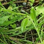 Malcolmia maritima ഇല