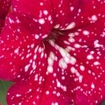 Petunia x atkinsiana പുഷ്പം