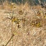 Lomatium triternatum Λουλούδι