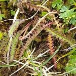 Pedicularis oederi Levél