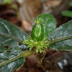 Psychotria rhynchodiscus