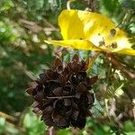 Camonea umbellata Fruit