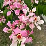 Bauhinia monandra Цвят