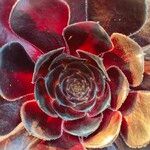 Aeonium arboreumFiore