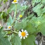 Perityle microglossa Flower