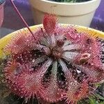 Drosera spatulata 葉