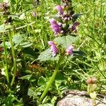 Lamium maculatum 整株植物