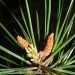 Pinus echinata Fruchs