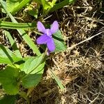 Viola reichenbachiana Flower