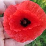 Papaver setiferum Goldblatt Blomma