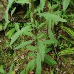 Epilobium lanceolatum Leaf